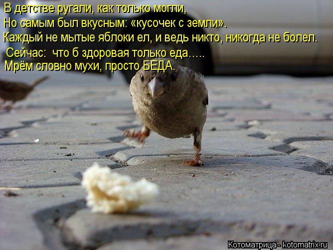 В детстве ругали, как только могли, Но самым был вкусным: «кусочек с земли». Каждый не мытые яблоки е... Котоматрица: В детстве ругали, как только могли, Но самым был вкусным: «кусочек с земли». Каждый не мытые яблоки ел, и ведь никто, никогда не болел. Сейчас: