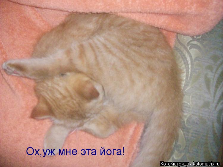 Ох,уж мне эта йога!... Котоматрица: Ох,уж мне эта йога!