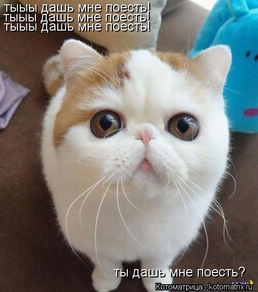 тыыы дашь мне поесть! тыыы дашь мне поесть! тыыы дашь мне поесть! ты дашь мне поесть?... Котоматрица: тыыы дашь мне поесть! тыыы дашь мне поесть! тыыы дашь мне поесть! ты дашь мне поесть?