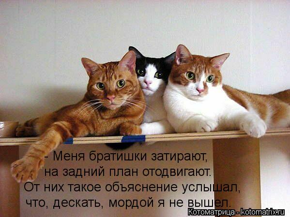 - Меня братишки затирают, на задний план отодвигают. От них такое объяснение услышал, что, дескать, м... Котоматрица: - Меня братишки затирают, на задний план отодвигают. От них такое объяснение услышал, что, дескать, мордой я не вышел.