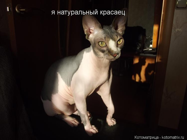 я натуральный красаец... Котоматрица: я натуральный красаец
