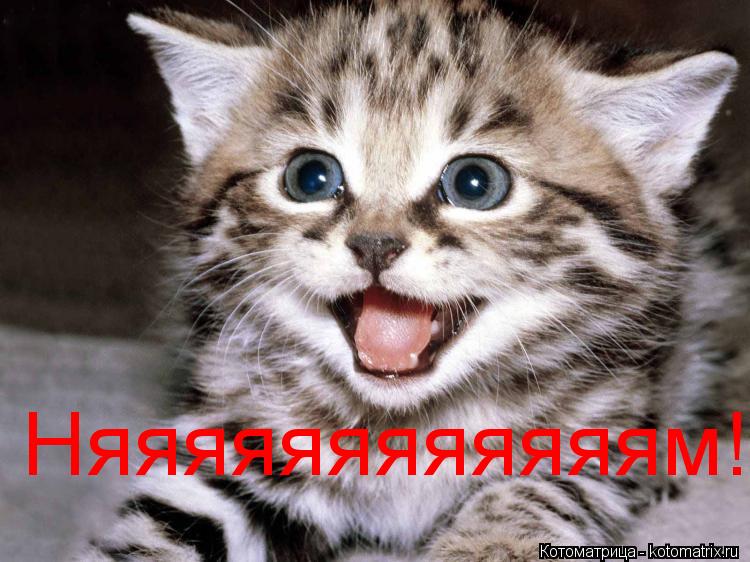 Няяяяяяяяяяяям!... Котоматрица: Няяяяяяяяяяяям!