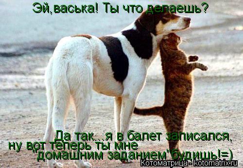 Эй,васька! Ты что делаешь? Да так...я в балет записался, ну вот теперь ты мне "домашним заданием"буд... Котоматрица: Эй,васька! Ты что делаешь? Да так...я в балет записался, ну вот теперь ты мне "домашним заданием"будишь!=)