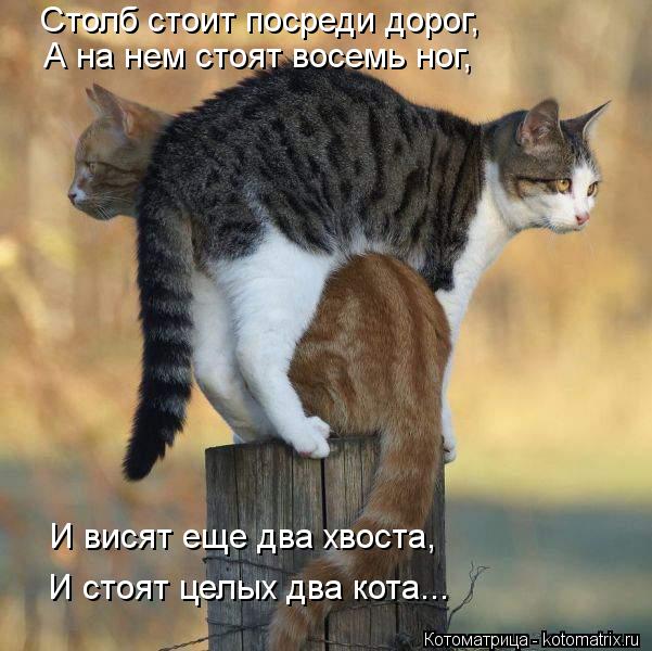 Котоматрица: Столб стоит посреди дорог, А на нем стоят восемь ног, И висят еще два хвоста, И стоят целых два кота...