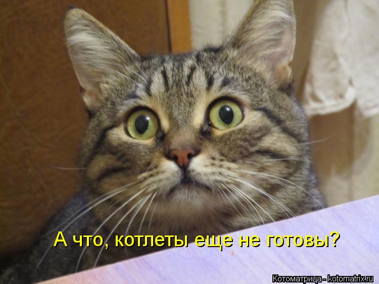 А что, котлеты еще не готовы?... Котоматрица: А что, котлеты еще не готовы?