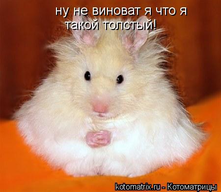 ну не виноват я что я такой толстый!... Котоматрица: ну не виноват я что я такой толстый!
