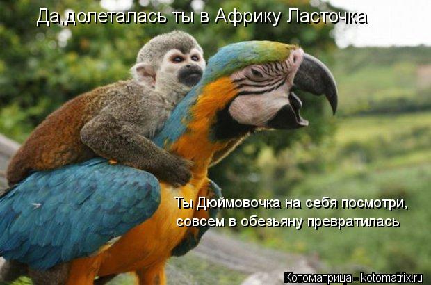 Котоматрица: Да,долеталась ты в Африку Ласточка Ты Дюймовочка на себя посмотри, совсем в обезьяну превратилась