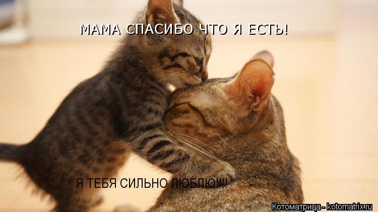МАМА СПАСИБО ЧТО Я ЕСТЬ! Я ТЕБЯ СИЛЬНО ЛЮБЛЮ!!!!... Котоматрица: МАМА СПАСИБО ЧТО Я ЕСТЬ! Я ТЕБЯ СИЛЬНО ЛЮБЛЮ!!!!