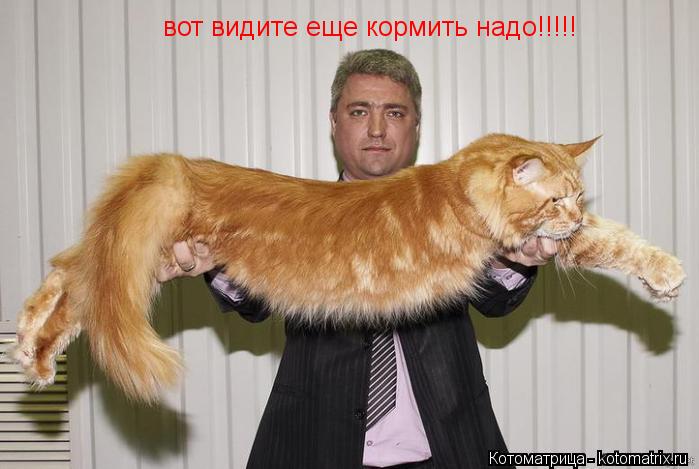 вот видите еще кормить надо!!!!!... Котоматрица: вот видите еще кормить надо!!!!!