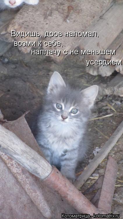 Видишь, дров наломал, возми к себе, наплачу с не меньшем усердием... Котоматрица: Видишь, дров наломал, возми к себе, наплачу с не меньшем усердием