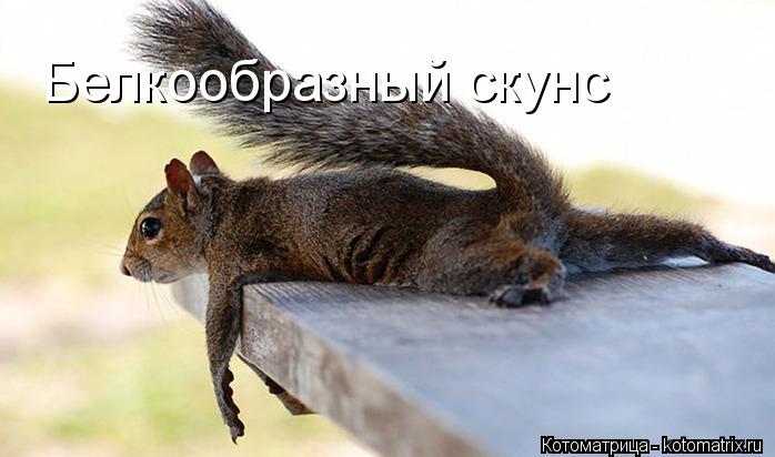 Белкообразный скунс... Котоматрица: Белкообразный скунс