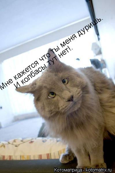 Мне кажется что ты меня дуришь. И колбасы тут нет!.... Котоматрица: Мне кажется что ты меня дуришь. И колбасы тут нет!.
