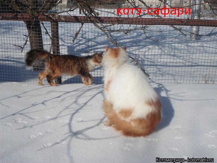 котэ-сафари... Котоматрица: котэ-сафари