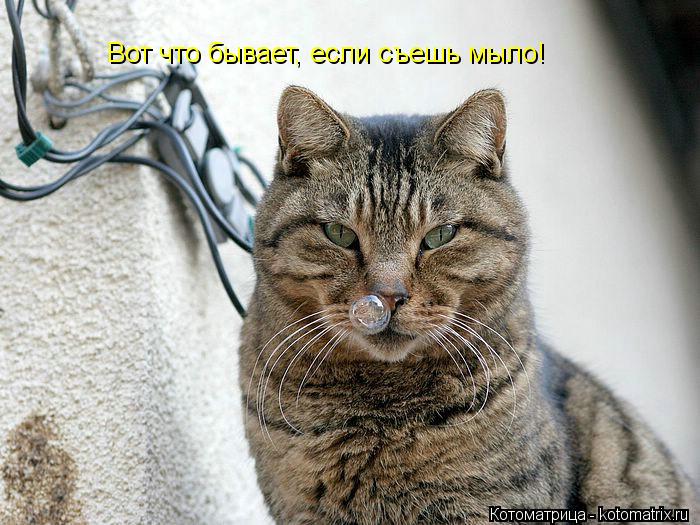 Вот что бывает, если съешь мыло!... Котоматрица: Вот что бывает, если съешь мыло!