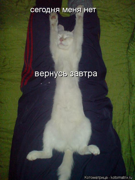сегодня меня нет вернусь завтра... Котоматрица: сегодня меня нет вернусь завтра