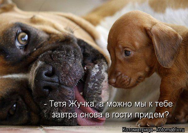 - Тетя Жучка, а можно мы к тебе завтра снова в гости придем?... Котоматрица: - Тетя Жучка, а можно мы к тебе завтра снова в гости придем?
