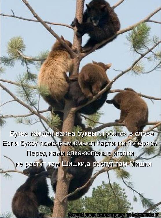 Котоматрица: Буква каждая важна,буквы строятся в слова Если букву поменяем,смысл картинки потеряем Перед нами ёлка-зелёные иголки не растут там Шишки,а 