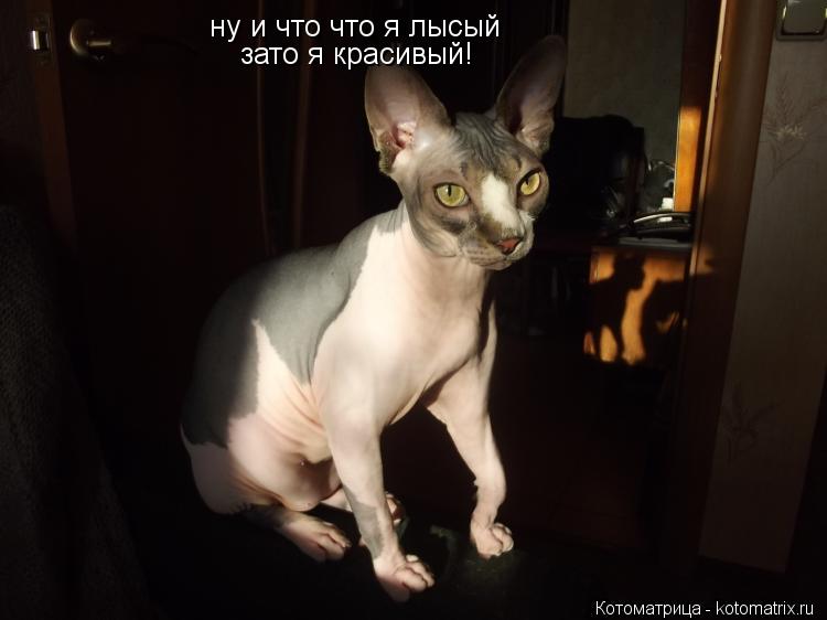 ну и что что я лысый зато я красивый!... Котоматрица: ну и что что я лысый зато я красивый!