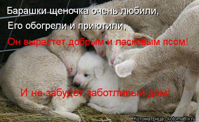 Барашки щеночка очень любили, Его обогрели и приютили, Он вырастет добрым и ласковым псом! И не забуд... Котоматрица: Барашки щеночка очень любили, Его обогрели и приютили, Он вырастет добрым и ласковым псом! И не забудет заботливый дом!