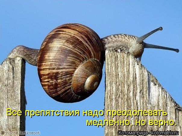 Все препятствия надо преодолевать медленно, но верно.... Котоматрица: Все препятствия надо преодолевать медленно, но верно.