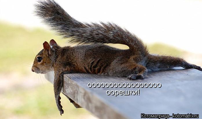 ооооооооооооооооо оорешки!... Котоматрица: ооооооооооооооооо оорешки!