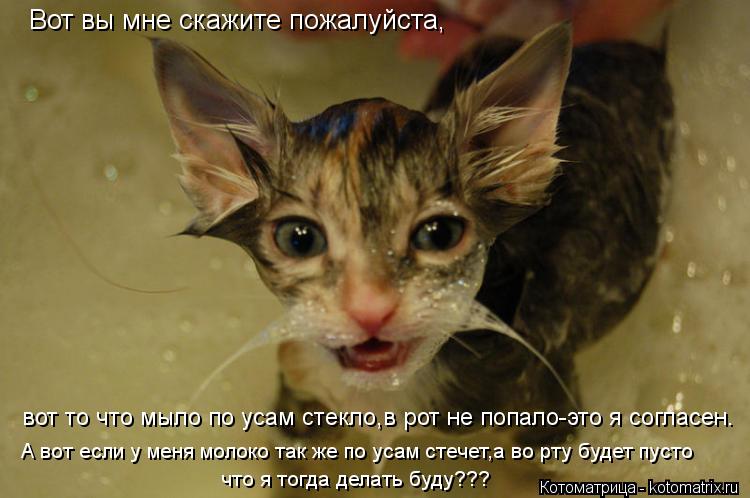 Вот вы мне скажите пожалуйста, вот то что мыло по усам стекло,в рот не попало-это я согласен. А вот ... Котоматрица: Вот вы мне скажите пожалуйста, вот то что мыло по усам стекло,в рот не попало-это я согласен. А вот если у меня молоко так же по усам стечет,а