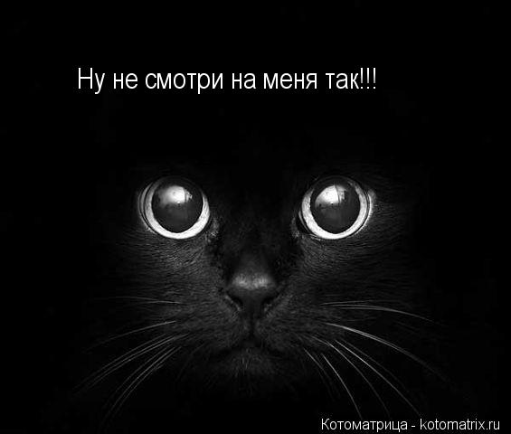 Ну не смотри на меня так!!!... Котоматрица: Ну не смотри на меня так!!!