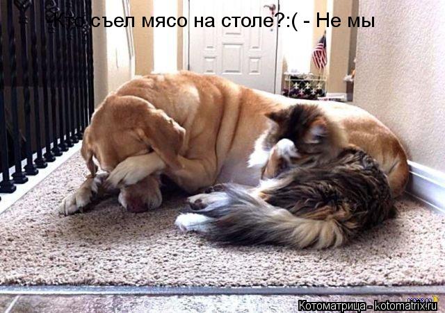 -Кто съел мясо на столе?:( - Не мы... Котоматрица: -Кто съел мясо на столе?:( - Не мы