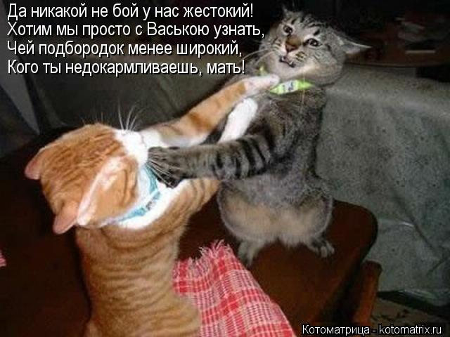 Да никакой не бой у нас жестокий! Хотим мы просто с Ваською узнать, Чей подбородок менее широкий, Ко... Котоматрица: Да никакой не бой у нас жестокий! Хотим мы просто с Ваською узнать, Чей подбородок менее широкий, Кого ты недокармливаешь, мать!