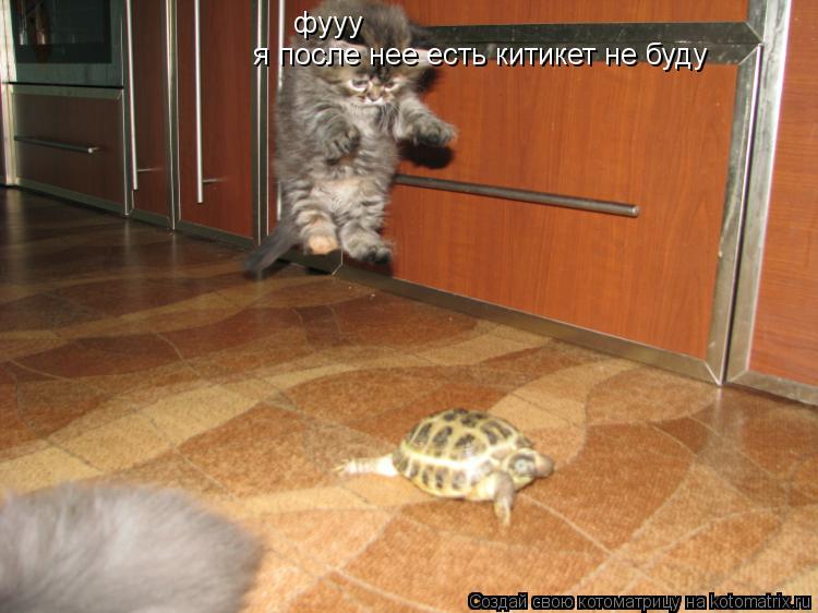 фууу я после нее есть китикет не буду... Котоматрица: фууу я после нее есть китикет не буду