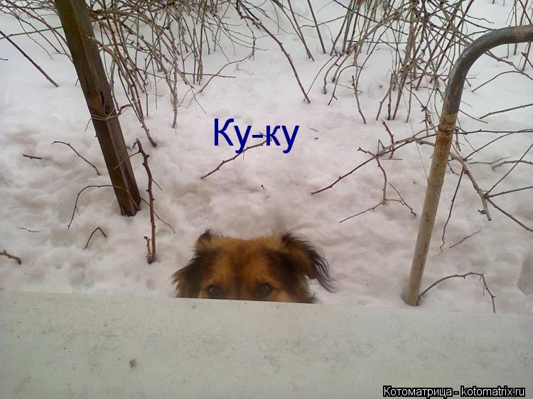 Ку-ку... Котоматрица: Ку-ку