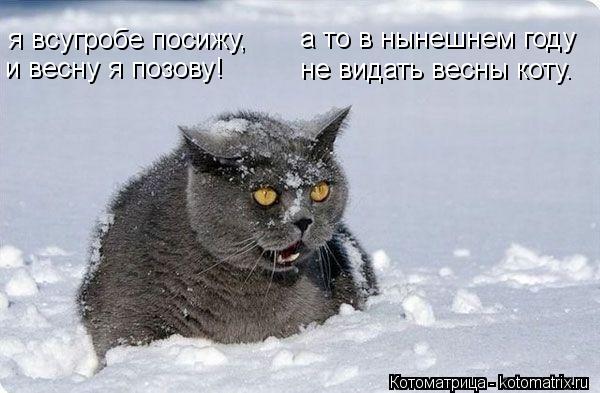 я всугробе посижу, и весну я позову! а то в нынешнем году не видать весны коту.... Котоматрица: я всугробе посижу, и весну я позову! а то в нынешнем году не видать весны коту.
