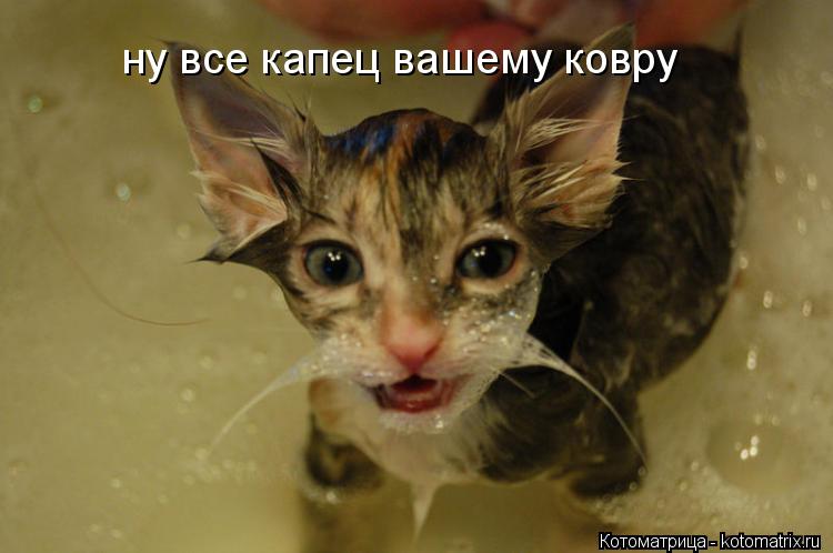 ну все капец вашему ковру... Котоматрица: ну все капец вашему ковру