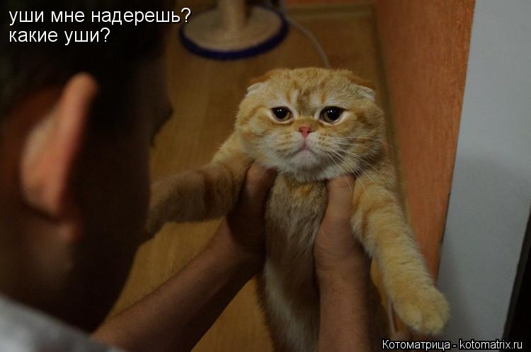 уши мне надерешь? какие уши?... Котоматрица: уши мне надерешь? какие уши?
