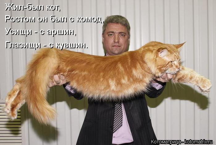 Жил-был кот, Ростом он был с комод, Усищи - с аршин, Глазищи - с кувшин.... Котоматрица: Жил-был кот, Ростом он был с комод, Усищи - с аршин, Глазищи - с кувшин.