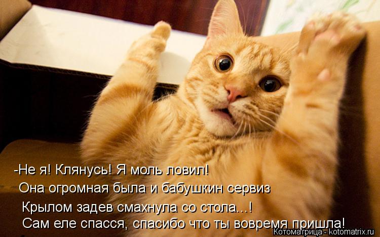 Котоматрица: -Не я! Клянусь! Я моль ловил! Она огромная была и бабушкин сервиз Крылом задев смахнула со стола...! Сам еле спасся, спасибо что ты вовремя приш