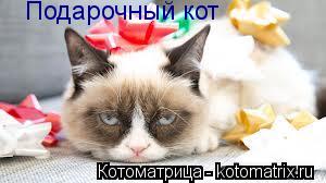 Подарочный кот... Котоматрица: Подарочный кот