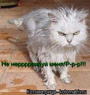 Не неррррвируй меня!Р-р-р!!!... Котоматрица: Не неррррвируй меня!Р-р-р!!!