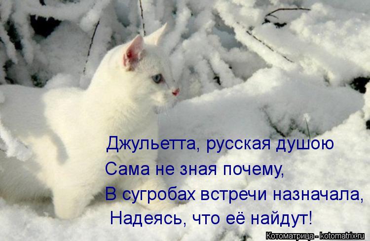 Надеясь, что её найдут! Джульетта, русская душою Сама не зная почему, В сугробах встречи назначала,... Котоматрица: Надеясь, что её найдут! Джульетта, русская душою Сама не зная почему, В сугробах встречи назначала,