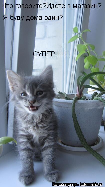 Что говорите?Идете в магазин? Я буду дома один? СУПЕР!!!!!!!... Котоматрица: Что говорите?Идете в магазин? Я буду дома один? СУПЕР!!!!!!!