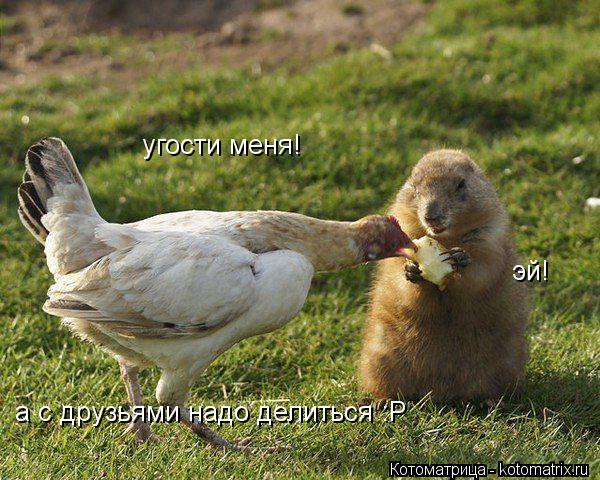 угости меня! эй! а с друзьями надо делиться :P... Котоматрица: угости меня! эй! а с друзьями надо делиться :P