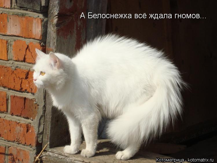 А Белоснежка всё ждала гномов...... Котоматрица: А Белоснежка всё ждала гномов...
