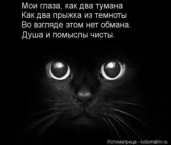Мои глаза, как два тумана Как два прыжка из темноты Во взгляде этом нет обмана. Душа и помыслы чисты.... Котоматрица: Мои глаза, как два тумана Как два прыжка из темноты Во взгляде этом нет обмана. Душа и помыслы чисты.