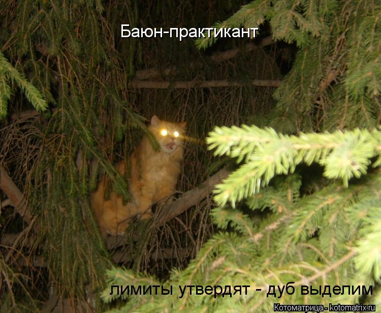 Баюн-практикант лимиты утвердят - дуб выделим... Котоматрица: Баюн-практикант лимиты утвердят - дуб выделим