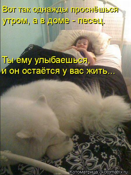 Вот так однажды проснёшься утром, а в доме - песец. Ты ему улыбаешься, и он остаётся у вас жить...... Котоматрица: Вот так однажды проснёшься утром, а в доме - песец. Ты ему улыбаешься, и он остаётся у вас жить...