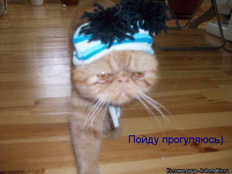 Пойду прогуляюсь)... Котоматрица: Пойду прогуляюсь)