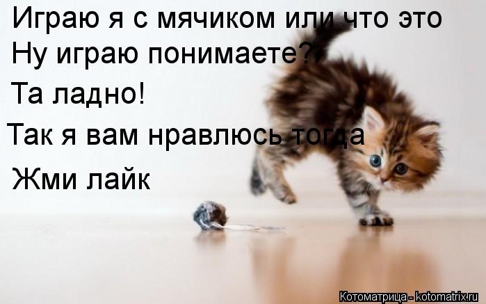 Играю я с мячиком или что это Ну играю понимаете? Та ладно! Так я вам нравлюсь тогда Жми лайк... Котоматрица: Играю я с мячиком или что это Ну играю понимаете? Та ладно! Так я вам нравлюсь тогда Жми лайк