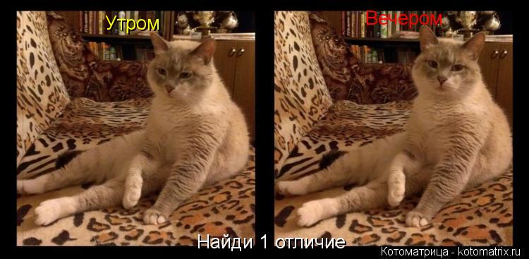 Утром Вечером Найди 1 отличие... Котоматрица: Утром Вечером Найди 1 отличие