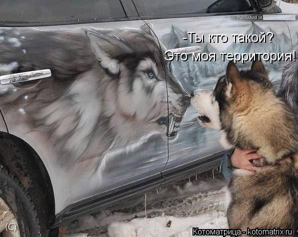 -Ты кто такой? Это моя территория!... Котоматрица: -Ты кто такой? Это моя территория!