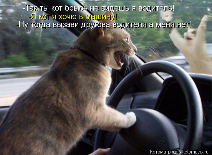 -Так ты кот брысь не видешь я водитель! -Я кот я хочю в машину! -Ну тогда вызави другова водителя а м... Котоматрица: -Так ты кот брысь не видешь я водитель! -Я кот я хочю в машину! -Ну тогда вызави другова водителя а меня нет!